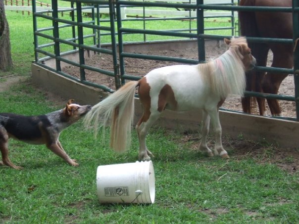 dog pulling pony tail