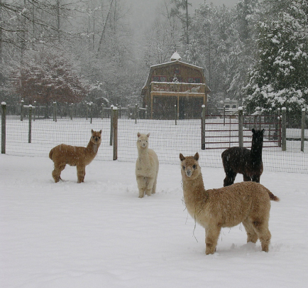 alpacca farm