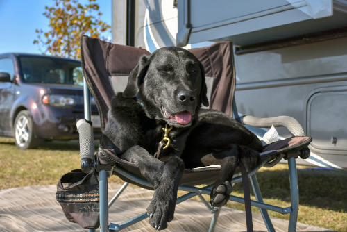 motorhome dog lounging