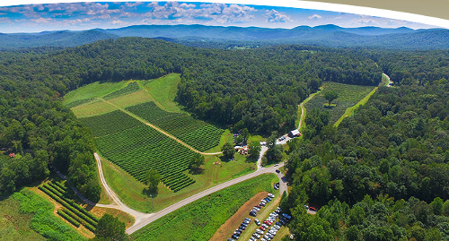 cartecay vineyard georgia