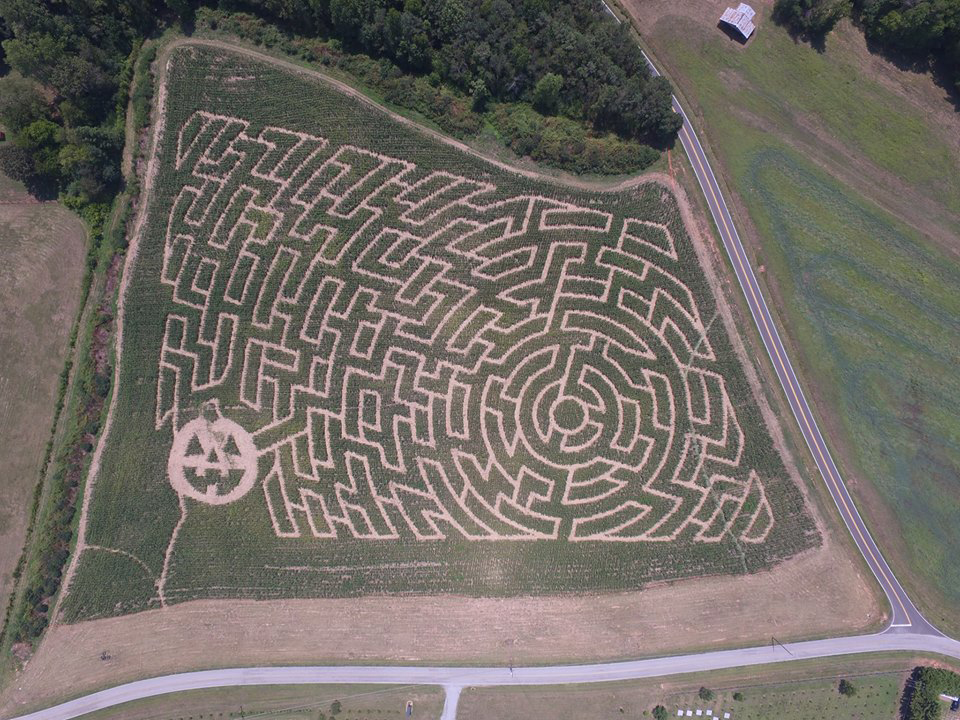 corn maze 2015