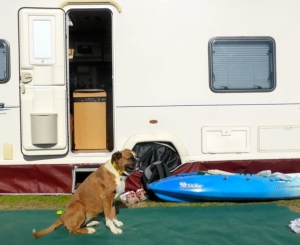 14 Things To Consider If You’re Thinking of RVing with a Dog
