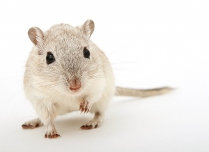Rodent Problems in Your Motorhome?