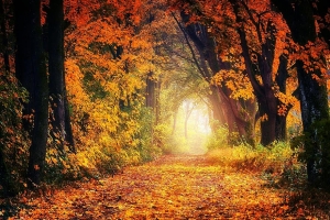 Fall Foliage Lasts a Long Time in Georgia