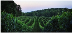 Touring and Tasting at North Georgia Wineries